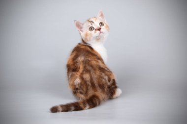 Stüdyo fotoğrafçılığı renkli arka plan üzerinde bir İskoç düz stenografi kedi