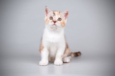 Stüdyo fotoğrafçılığı renkli arka plan üzerinde bir İskoç düz stenografi kedi