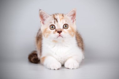 Stüdyo fotoğrafçılığı renkli arka plan üzerinde bir İskoç düz stenografi kedi