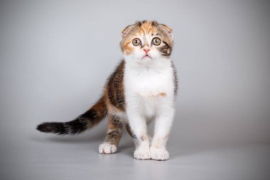 Bir İskoç fold stenografi kedi renkli arka plan üzerinde fotoğraf stüdyosu