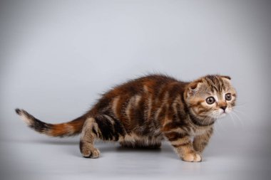 Bir İskoç fold stenografi kedi renkli arka plan üzerinde fotoğraf stüdyosu