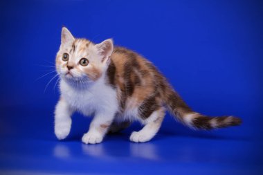 Stüdyo fotoğrafçılığı renkli arka plan üzerinde bir İskoç düz stenografi kedi