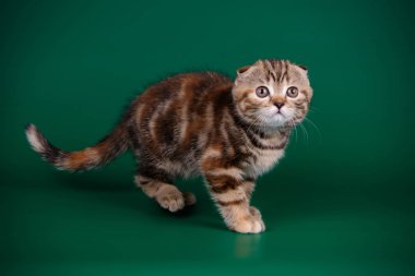 Bir İskoç fold stenografi kedi renkli arka plan üzerinde fotoğraf stüdyosu