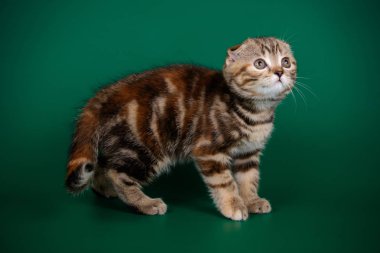 Bir İskoç fold stenografi kedi renkli arka plan üzerinde fotoğraf stüdyosu
