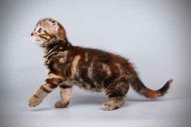 Bir İskoç fold stenografi kedi renkli arka plan üzerinde fotoğraf stüdyosu