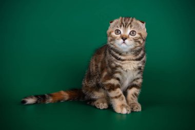 Bir İskoç fold stenografi kedi renkli arka plan üzerinde fotoğraf stüdyosu