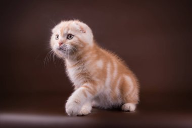 Bir İskoç fold stenografi kedi renkli arka plan üzerinde fotoğraf stüdyosu