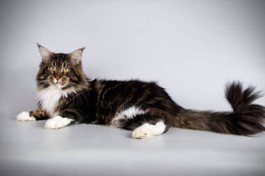 Bir Maine Coon Kedi renkli arka plan üzerinde fotoğraf stüdyosu