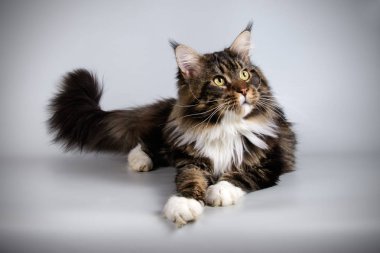 Bir Maine Coon Kedi renkli arka plan üzerinde fotoğraf stüdyosu