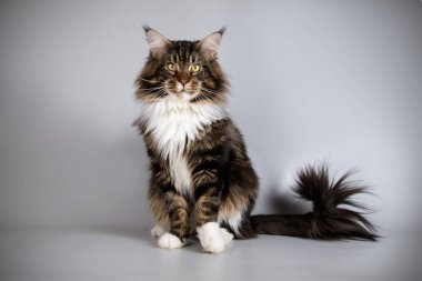 Bir Maine Coon Kedi renkli arka plan üzerinde fotoğraf stüdyosu