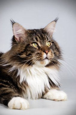 Bir Maine Coon Kedi renkli arka plan üzerinde fotoğraf stüdyosu