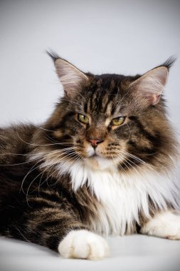 Bir Maine Coon Kedi renkli arka plan üzerinde fotoğraf stüdyosu