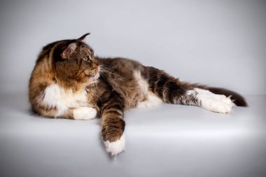 Bir Maine Coon Kedi renkli arka plan üzerinde fotoğraf stüdyosu