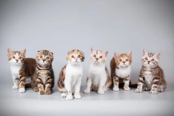 Fotografia Estúdio Gato Escocês Dobra Shorthair Fundos Coloridos — Fotografia de Stock