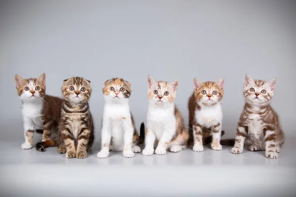 Studio Photography Scottish Fold Shorthair Cat Colored Backgrounds — Stock Photo, Image