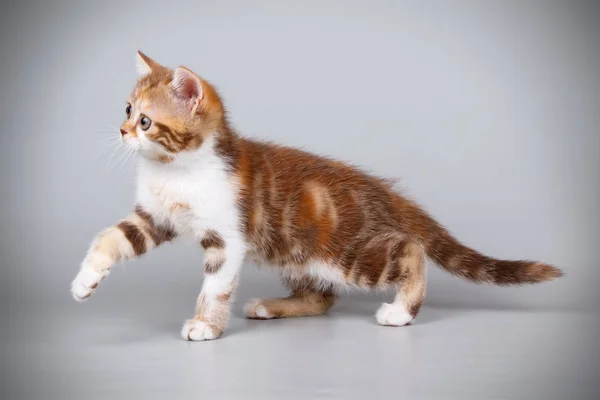 Studio Photography Scottish Straight Shorthair Cat Colored Background — Stock Photo, Image