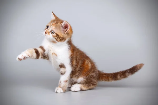 一个苏格兰直短毛猫猫在彩色背景的演播室摄影 — 图库照片
