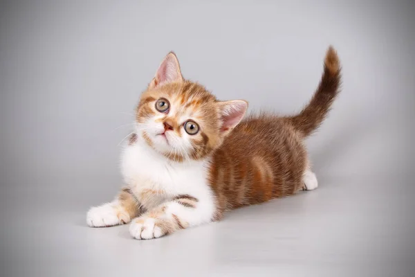 Studio Photography Scottish Straight Shorthair Cat Colored Background — Stock Photo, Image