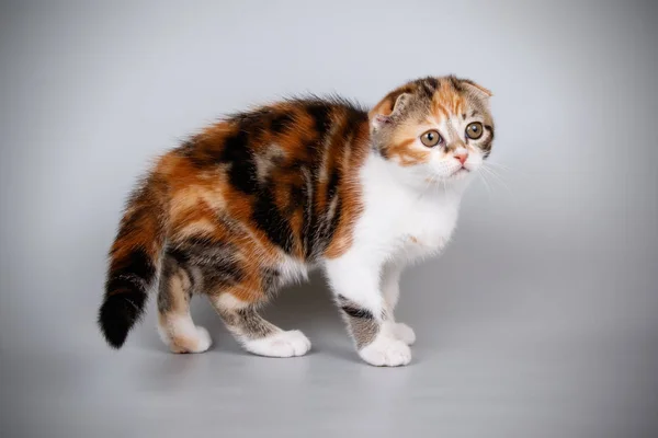 Studiofotografering Scottish Fold Stenografien Katt Färgad Bakgrund — Stockfoto