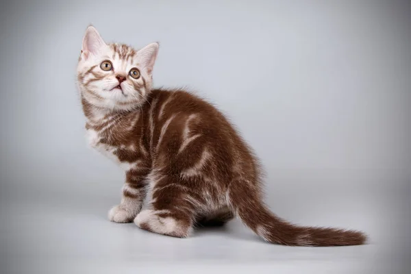 Fotografía Estudio Gato Escocés Taquigrafía Recta Sobre Fondo Color — Foto de Stock