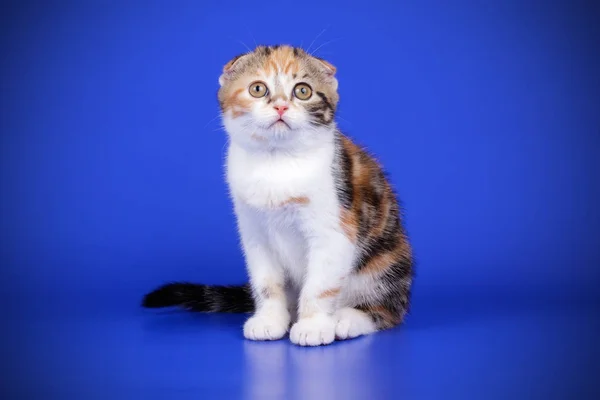 Studiofotografering Scottish Fold Stenografien Katt Färgad Bakgrund — Stockfoto