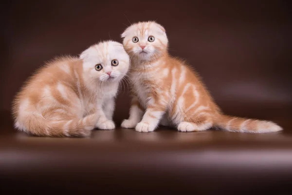 Studio Photography Scottish Fold Shorthair Cat Colored Backgrounds — Stock Photo, Image