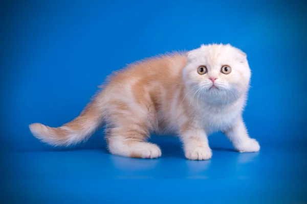 Studioaufnahme Einer Schottischen Kurzhaarkatze Auf Farbigem Hintergrund — Stockfoto