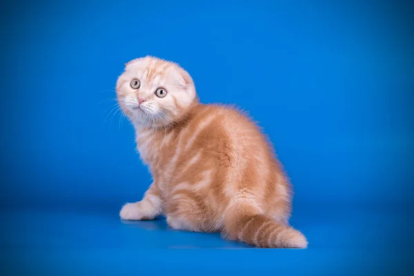 Fotografia Estúdio Gato Escocês Dobra Shorthair Fundos Coloridos — Fotografia de Stock