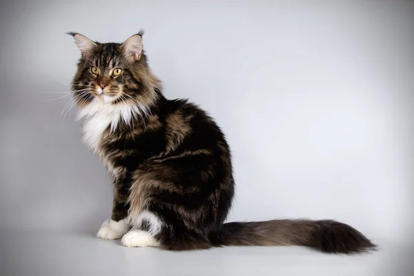 Studio Fotografia Gatto Del Maine Coon Sfondi Colorati — Foto Stock