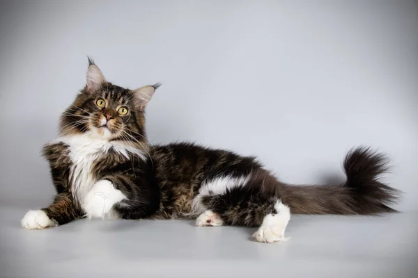 Studio Fotografii Kota Rasy Maine Coon Kolorowe Tło — Zdjęcie stockowe