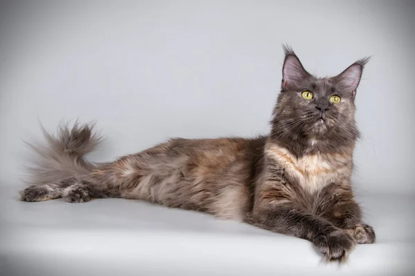 Studio Fotografia Gatto Del Maine Coon Sfondi Colorati — Foto Stock