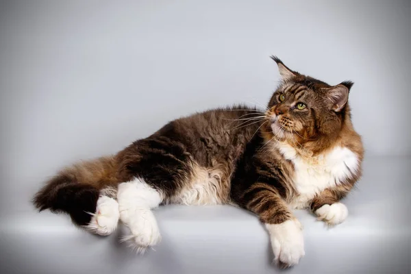 Studiofotografering Maine Coon Katt Färgad Bakgrund — Stockfoto