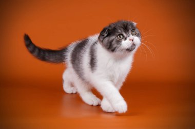 Bir İskoç fold stenografi kedi renkli arka plan üzerinde fotoğraf stüdyosu