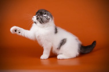 Bir İskoç fold stenografi kedi renkli arka plan üzerinde fotoğraf stüdyosu