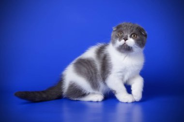 Bir İskoç fold stenografi kedi renkli arka plan üzerinde fotoğraf stüdyosu