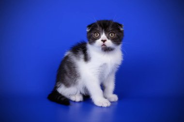 Bir İskoç fold stenografi kedi renkli arka plan üzerinde fotoğraf stüdyosu