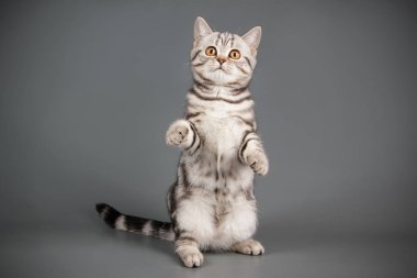 stüdyo fotoğrafçılığı renkli arka plan üzerinde bir İskoç düz stenografi kedi