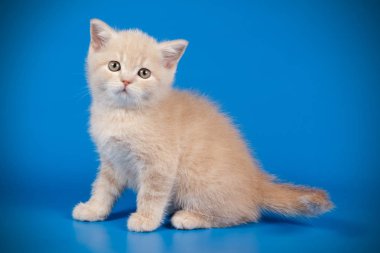 stüdyo fotoğrafçılığı renkli arka plan üzerinde bir İskoç düz stenografi kedi