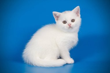 stüdyo fotoğrafçılığı renkli arka plan üzerinde bir İskoç düz stenografi kedi