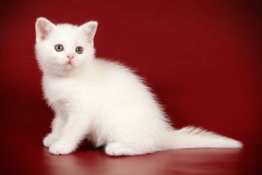 stüdyo fotoğrafçılığı renkli arka plan üzerinde bir İskoç düz stenografi kedi