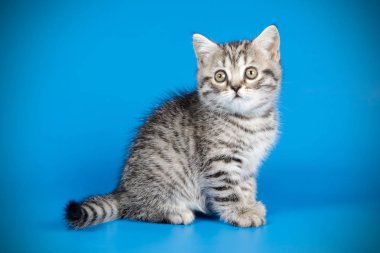 stüdyo fotoğrafçılığı renkli arka plan üzerinde bir İskoç düz stenografi kedi