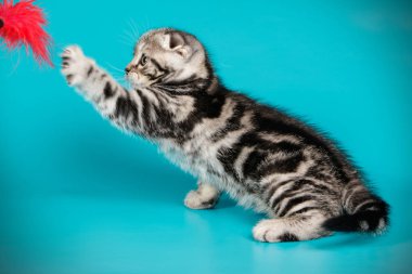 Bir İskoç fold stenografi kedi renkli arka plan üzerinde fotoğraf stüdyosu