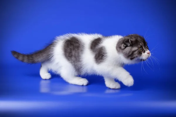 Studiofotografering Scottish Fold Stenografien Katt Färgad Bakgrund — Stockfoto