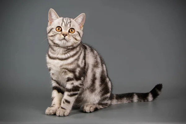배경에 스코틀랜드 Shorthair 고양이의 스튜디오 — 스톡 사진
