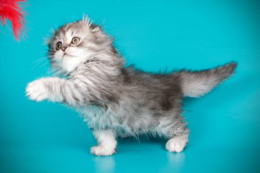 bir İskoç fold longhair kedi renkli arka plan üzerinde fotoğraf stüdyosu