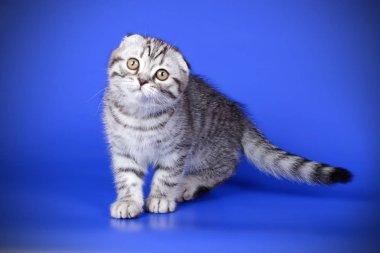 Bir İskoç fold stenografi kedi renkli arka plan üzerinde fotoğraf stüdyosu