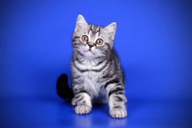 stüdyo fotoğrafçılığı renkli arka plan üzerinde bir İskoç düz stenografi kedi