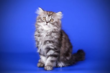 Bir İskoç düz longhair kedi renkli arka plan üzerinde fotoğraf stüdyosu