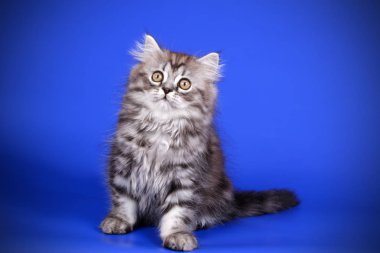 Bir İskoç düz longhair kedi renkli arka plan üzerinde fotoğraf stüdyosu