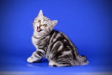 stüdyo fotoğrafçılığı renkli arka plan üzerinde bir İskoç düz stenografi kedi